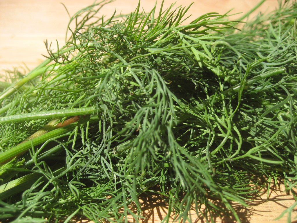 Fresh Dill