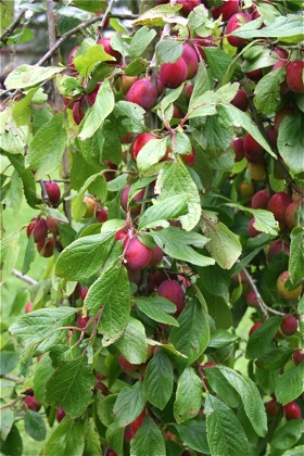 http://dinnerdujour.org/wp-content/uploads/2011/08/plums.jpg